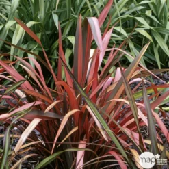 Phormium, Variétés Variables : Pot 4L -Jardin Harmonie Soldes Boutique 228928 002