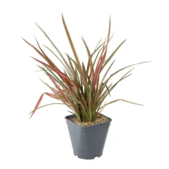 Phormium, Variétés Variables : Pot 4L -Jardin Harmonie Soldes Boutique 228928 003