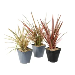 Phormium, Variétés Variables : Pot 4L -Jardin Harmonie Soldes Boutique 228928 1748536