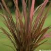 Phormium, Variétés Variables : Pot 4L -Jardin Harmonie Soldes Boutique 228928 2118546