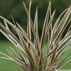 Phormium, Variétés Variables : Pot 4L -Jardin Harmonie Soldes Boutique 228928 2118549