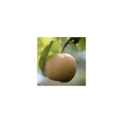 Nashi Nieiseiki : Gobelet Ctr 3 Ans D'âge -Jardin Harmonie Soldes Boutique 229605 001