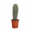 Pachycereus Pringlei - H40cm, ø17cm - Plante D'intérieur 2 Pachycereus Pringlei - H40cm, ø17cm - Plante D'intérieur -Jardin Harmonie Soldes Boutique 2334e26dfb6c1be2