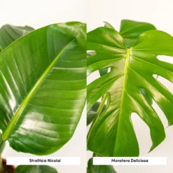 Strelitzia Nicolai, Monstera Deliciosa, Duo De Plantes - Grandes Plantes D'intérieur -Jardin Harmonie Soldes Boutique 234a08022e7bcd88