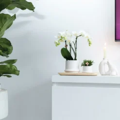 Haworthia Limifolia Et Son Cache-pot Blanc - H16cm, ø9cm - Plante D'intérieur -Jardin Harmonie Soldes Boutique 234d780d32d03d45