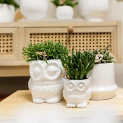 Haworthia Limifolia Et Son Cache-pot Blanc - H16cm, ø9cm - Plante D'intérieur -Jardin Harmonie Soldes Boutique 236755527d1c1a40