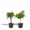 Ficus Elastica Melany, Ficus Benghalensis Audrey Et Leurs Paniers Noirs, Duo De Plantes - Grandes Plantes D'intérieur -Jardin Harmonie Soldes Boutique 23e8962162f5951a