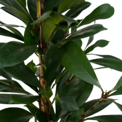 Ficus Cyathistipula - H80cm, ø21cm - Grande Plante D'intérieur -Jardin Harmonie Soldes Boutique 25c4cbfbdb3563c1