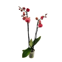 Orchidée Phalaeonopsis 2 Tiges - Pot D.12 Cm -Jardin Harmonie Soldes Boutique 261303 016