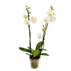 Orchidée Phalaeonopsis 2 Tiges - Pot D.12 Cm -Jardin Harmonie Soldes Boutique 261303 017