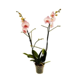 Orchidée Phalaeonopsis 2 Tiges - Pot D.12 Cm -Jardin Harmonie Soldes Boutique 261303 018