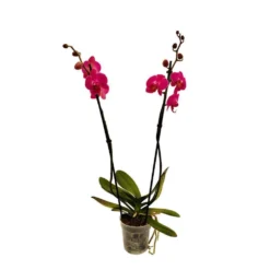 Orchidée Phalaeonopsis 2 Tiges - Pot D.12 Cm -Jardin Harmonie Soldes Boutique 261303 020