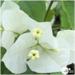 Bougainvillea : Pyramide D17cm -Jardin Harmonie Soldes Boutique 277986 004