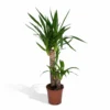 Yucca - H85cm, ø17cm - Grande Plante D'intérieur -Jardin Harmonie Soldes Boutique 27dadf0fc6fbe77d