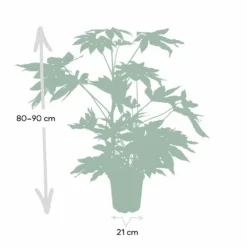 Fatsia Japonica Vert - H85cm, ø21cm - Grande Plante D'intérieur -Jardin Harmonie Soldes Boutique 280af7ba203de514