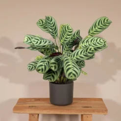 Ctenanthe Lovable - H25cm, ø14cm - Plante D'intérieur -Jardin Harmonie Soldes Boutique 2868b60090eddd82