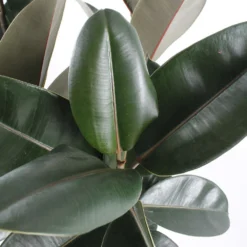 Caoutchouc : 3 Pieds Pot -Jardin Harmonie Soldes Boutique 28705 002