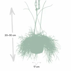 Rhipsalis Baccifera - H30cm, ø12cm - Plante D'intérieur Tombante -Jardin Harmonie Soldes Boutique 293e650cb9f7254e