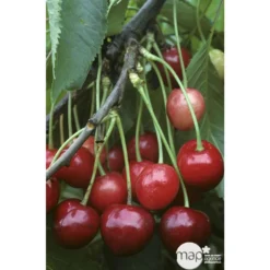 Cerisier Bigarreau Marmotte : Demi Tige Ctr 15 Litres 7 Cerisier Bigarreau Marmotte : Demi Tige Ctr 15 Litres -Jardin Harmonie Soldes Boutique 29603 002