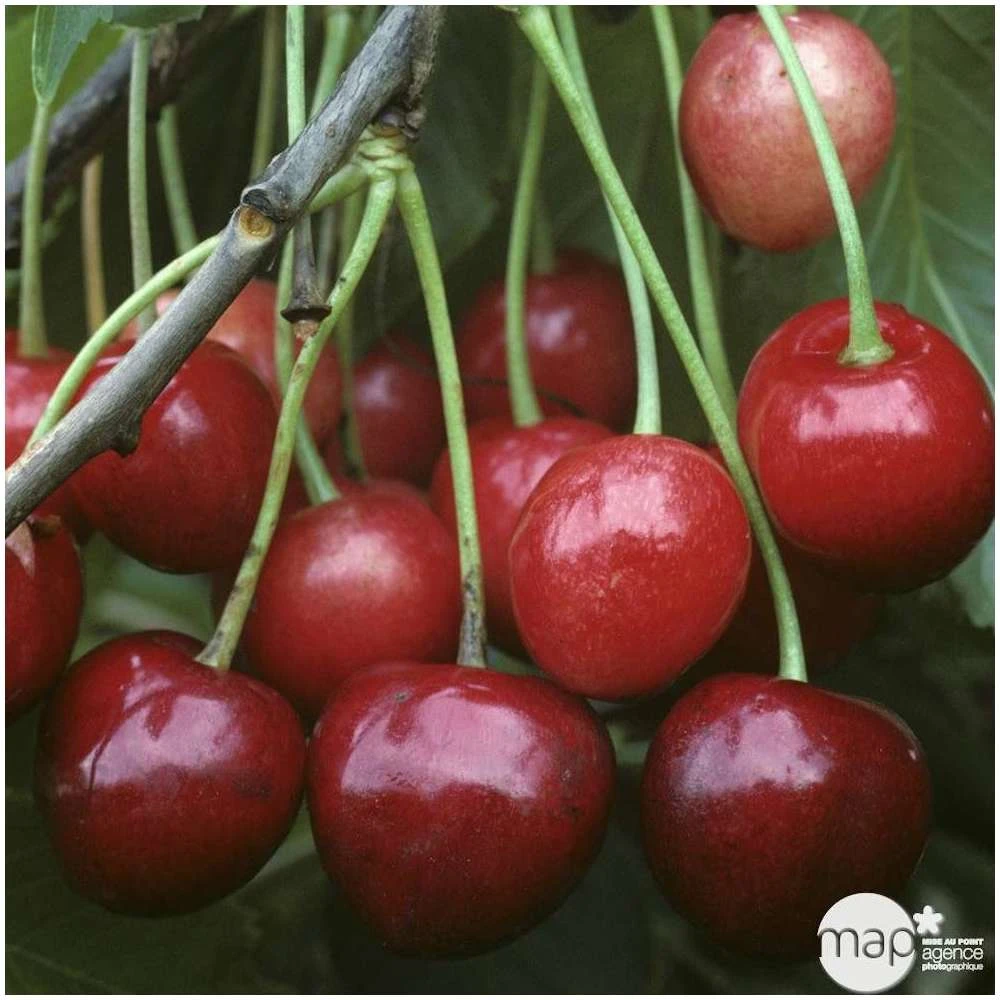 Cerisier Bigarreau Marmotte : Demi Tige Ctr 15 Litres 3 Cerisier Bigarreau Marmotte : Demi Tige Ctr 15 Litres