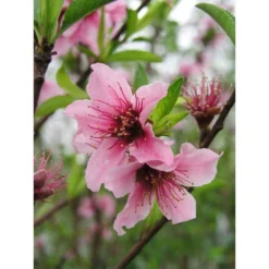 Nectarinier Nectarose : Demi Tige Ctr 15 Litres -Jardin Harmonie Soldes Boutique 29612 002