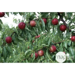 Nectarinier Nectarose : Demi Tige Ctr 15 Litres -Jardin Harmonie Soldes Boutique 29612 003