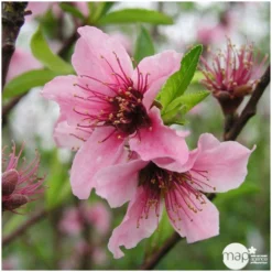 Nectarinier Nectarose : Demi Tige Ctr 15 Litres -Jardin Harmonie Soldes Boutique 29612 004