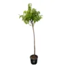 Nectarinier Nectarose : Demi Tige Ctr 15 Litres -Jardin Harmonie Soldes Boutique 29612 1749382