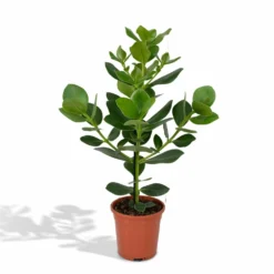 Clusia Princess - H60cm, ø12cm - Plante D'intérieur