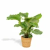 Calathea Orbifolia Et Son Panier Naturel - H65cm, ø19cm - Plante D'intérieur -Jardin Harmonie Soldes Boutique 2a6f63f6701fbf38