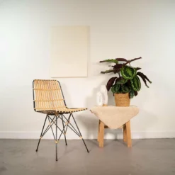 Calathea Medallion - H65cm, ø19cm - Plante D'intérieur -Jardin Harmonie Soldes Boutique 2b1a79233be0dabe