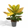 Codiaeum Petra Croton - H45cm, ø17cm - Plante D'intérieur -Jardin Harmonie Soldes Boutique 2bfbfc67b3d4ac77