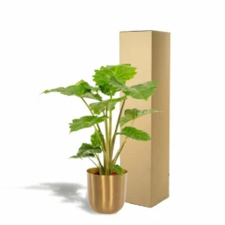 L'alocasia Portodora Et Son Cache-pot Doré - H80cm, ø21cm - Grande Plante D'intérieur -Jardin Harmonie Soldes Boutique 2c7a5efbb044a121
