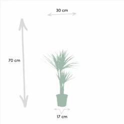 Yucca, Dracaena, Duo De Plantes - Plantes D'intérieur -Jardin Harmonie Soldes Boutique 2e75aedb227abe1b