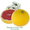 Pomelos A Chair Rose Bio Tailles:pot De 3 Litres, Hauteur 30/40 Cm 1 Pomelos A Chair Rose Bio Tailles:pot De 3 Litres, Hauteur 30/40 Cm -Jardin Harmonie Soldes Boutique 2ed3940e2398882b