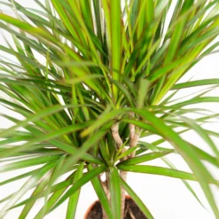 Dracaena Marginata - H90cm, ø17cm - Grande Plante D'intérieur -Jardin Harmonie Soldes Boutique 3086944efa9a2ede
