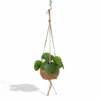 Kokodama Pilea Peperomiodes - H20cm, ø15cm - Plante D'intérieur Tombante -Jardin Harmonie Soldes Boutique 30e4eae6cbebdcea