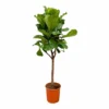 Ficus Lyrata Boom Xxl - H180cm, ø30cm - Très Grande Plante D'intérieur -Jardin Harmonie Soldes Boutique 31354d2edaba56fb