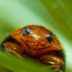 Coccinelle Cryptolæmus Montrouzieri, 25 Adultes Anti-cochenilles -Jardin Harmonie Soldes Boutique 314244 007