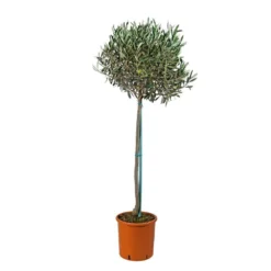 Olivier, Olea Europeae : H100 Cm Tige Pot D20cm -Jardin Harmonie Soldes Boutique 316246 001