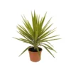 Yucca Jewel : H 80/105 Cm Pot Décoratif 25 Cm