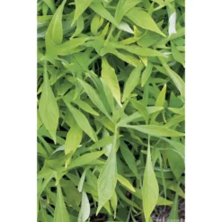Ipomée : Plateau De 6 Plants En Godets Ø 8 Cm -Jardin Harmonie Soldes Boutique 318186 005