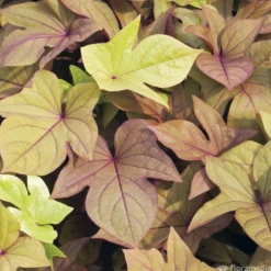 Ipomée : Plateau De 6 Plants En Godets Ø 8 Cm -Jardin Harmonie Soldes Boutique 318186 008