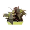Ipomée : Plateau De 6 Plants En Godets Ø 8 Cm -Jardin Harmonie Soldes Boutique 318186 014