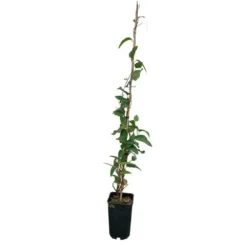 Hardenbergia Violacea - Hardenbergia Violacea 3l -Jardin Harmonie Soldes Boutique 32a35dfbf103dba4