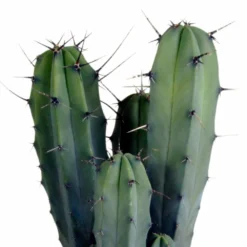 Myrtillocactus - H40cm, ø17cm - Plante D'intérieur Facile D'entretien -Jardin Harmonie Soldes Boutique 33303d85be75e3e9