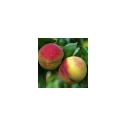 Pêcher Charles Ingouf : ½ Tige, 4-5 Ans, H 170-180 Cm -Jardin Harmonie Soldes Boutique 335750 002 1