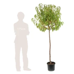 Pêcher Charles Ingouf : ½ Tige, 4-5 Ans, H 170-180 Cm -Jardin Harmonie Soldes Boutique 335750 004