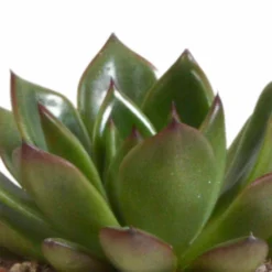 Echeveria Et Leurs Caches-pots Terracotta, Box De 3 Plantes - H12cm, ø9,5cm - Plantes D'intérieur -Jardin Harmonie Soldes Boutique 338a0e65703008fb