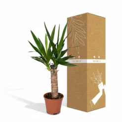 Yucca - H40cm, ø14cm - Plante D'intérieur -Jardin Harmonie Soldes Boutique 3432fe20eae17f67